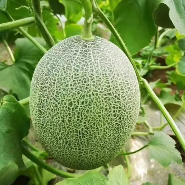 【新疆哈密瓜】吐鲁番头茬哈密瓜脆甜多汁6~7斤（1箱两个）