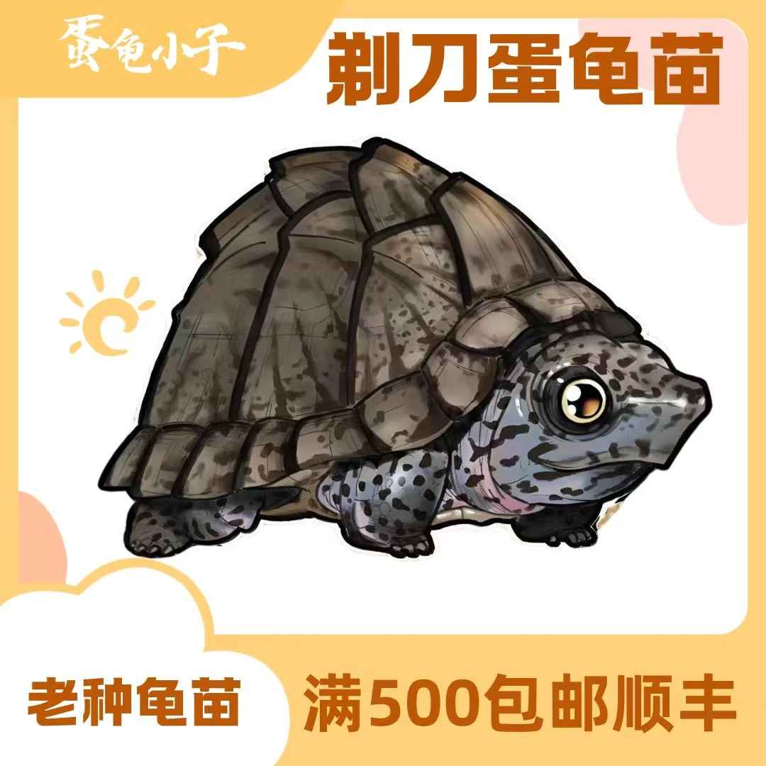 剃刀蛋龟专用链接，直播间专用，乱下单默认发龟粮！