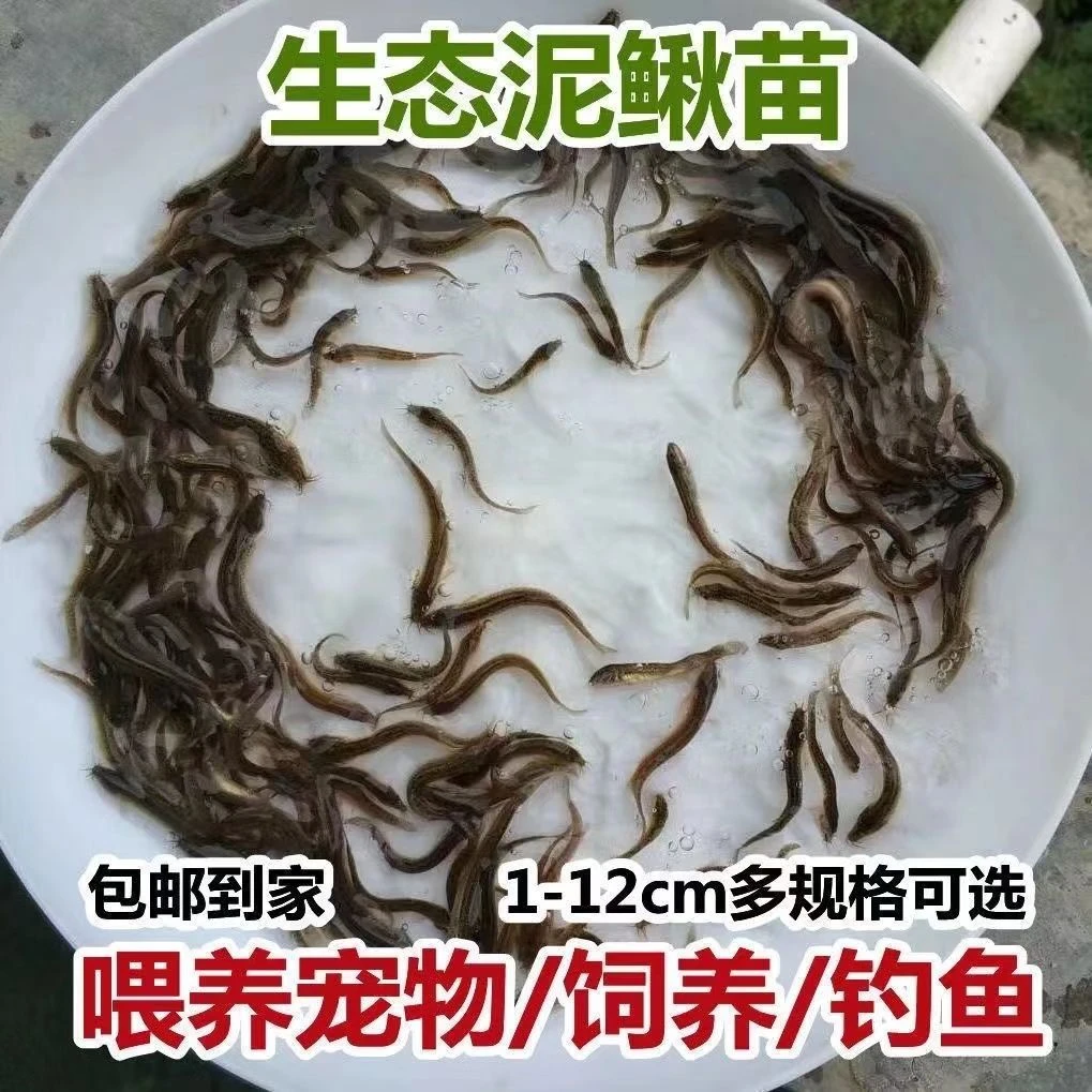 泥鳅苗鱼苗淡水鲜活喂养钓鱼乌龟龙鱼饲料筏钓泥鳅养殖观赏鱼垂钓