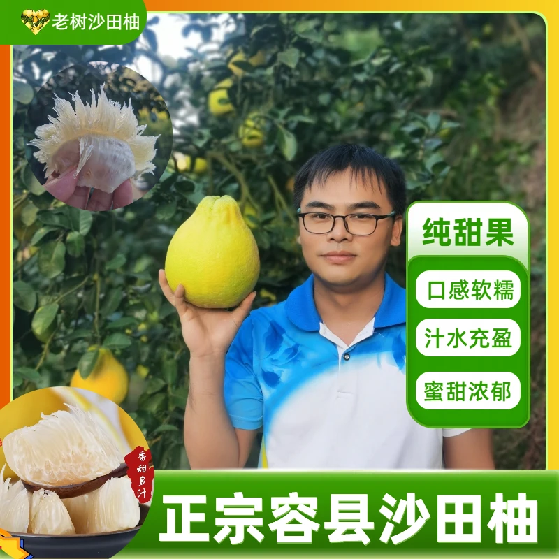 【礼盒】广西容县沙田柚50年老树正宗柚子产地直销纯甜不酸水果柚子