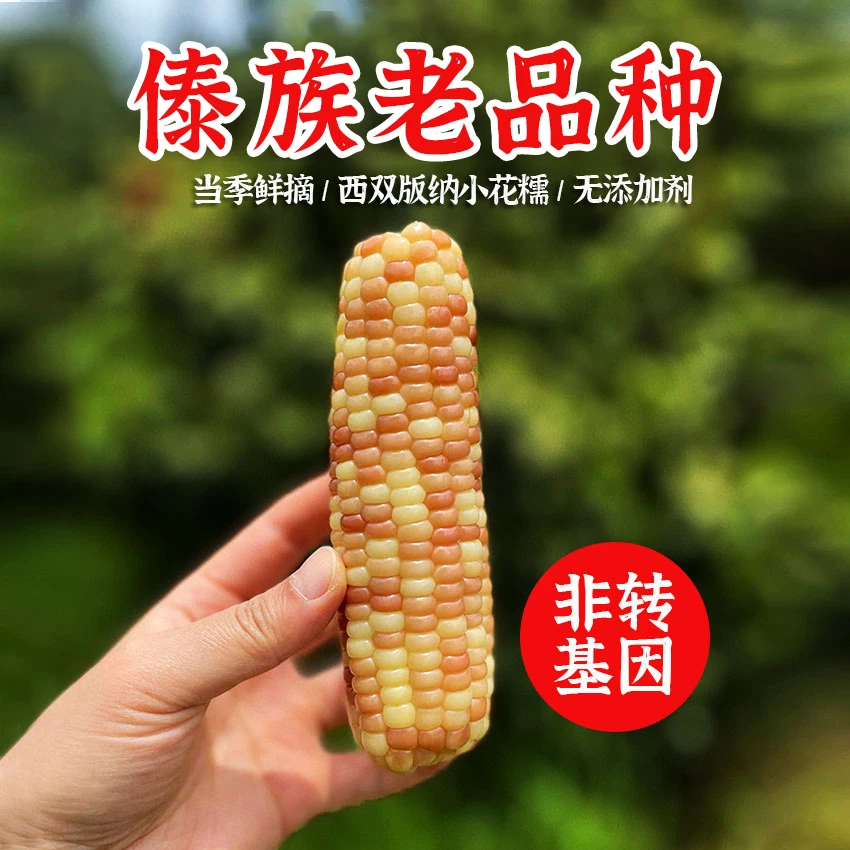 【傣族老品种】云南西双版纳新鲜小花糯玉米真空锁鲜软糯香甜营养