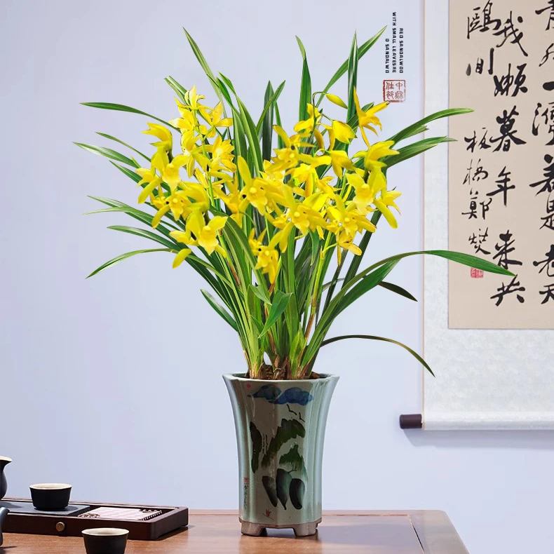 水培香水兰花苗室内植物浓香型四季建花卉耐寒植物冬季带花苞开花