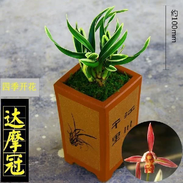 买贵退 达摩冠矮种金边四季兰花盆栽室内花卉好养