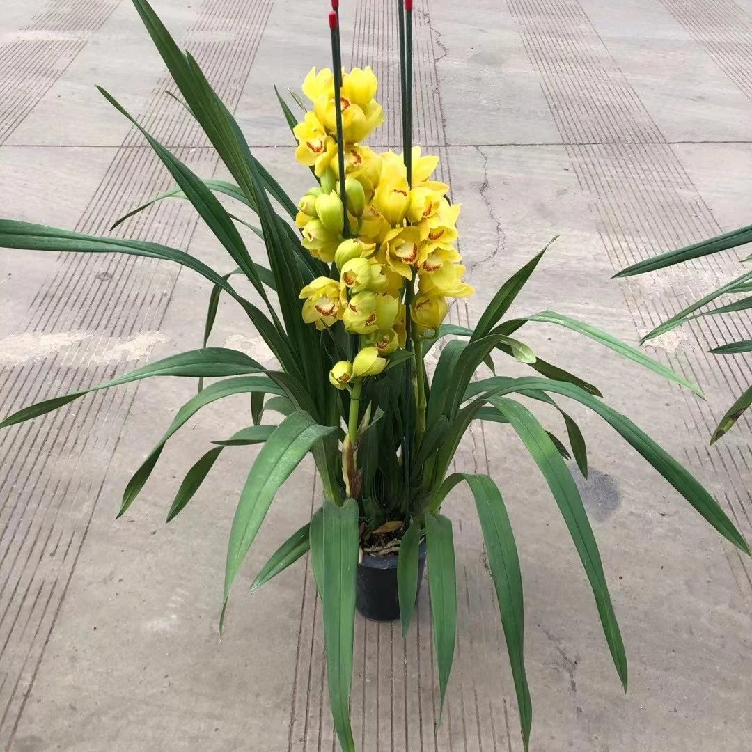 8到10苗 买贵退差价  黄金岁月 仙山红 台北小姐 兰花  开花香