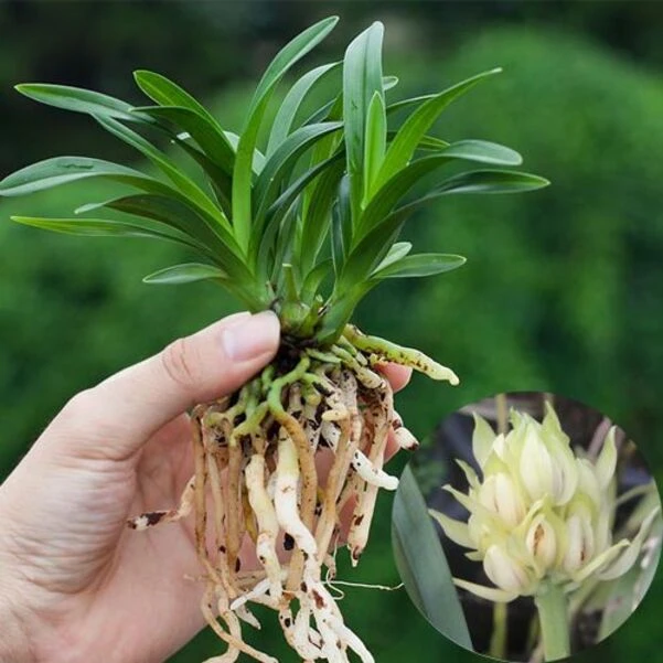 宝莲灯矮种兰花 桌面迷你盆栽花卉建兰花苗植物勤花品种 夏带花苞
