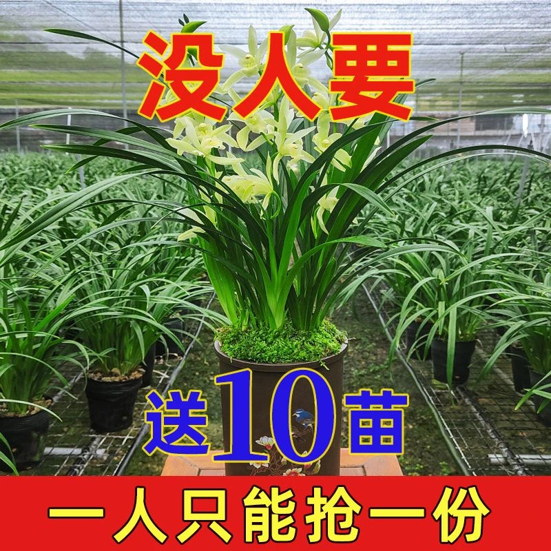 大花品种清香兰花苗四季开花墨兰建兰室内花卉盆栽庭院植直发