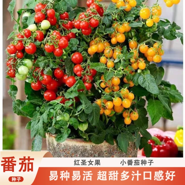 矮生盆栽番茄种子 阳台蔬菜 可观赏使用 小番茄种子四季可种简单