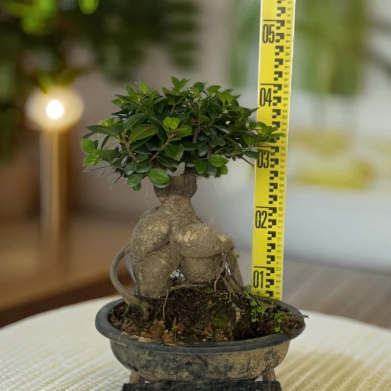 造型摆件榕树盆景室内阳台客厅花园别墅绿植盆栽金钱榕树懒人绿植