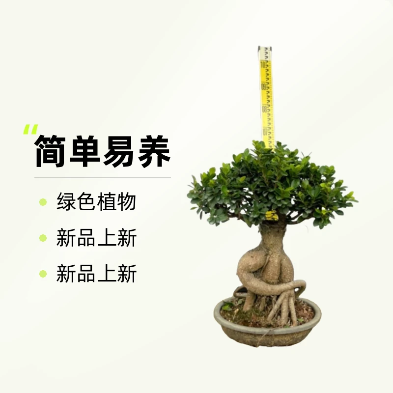 客厅大绿植花卉盆栽室内好养植物8字小叶金钱榕老桩盆景庭院阳台