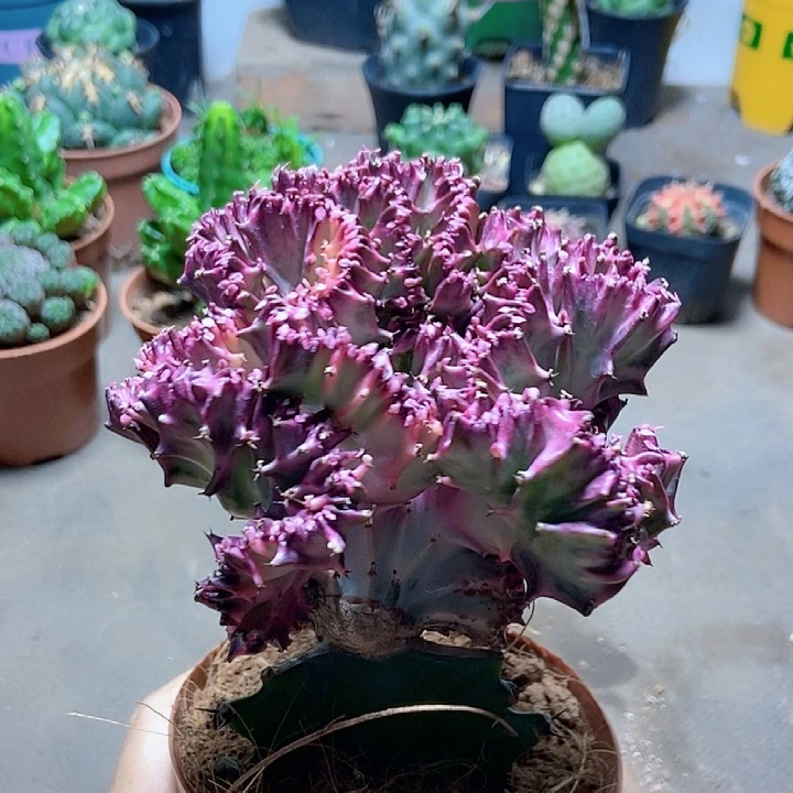 大号彩珊瑚ggggg
