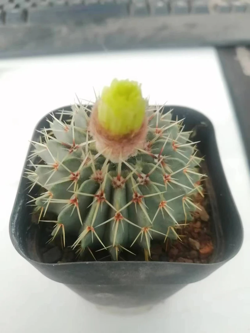 白狮子仙人球系列 黄绿色花