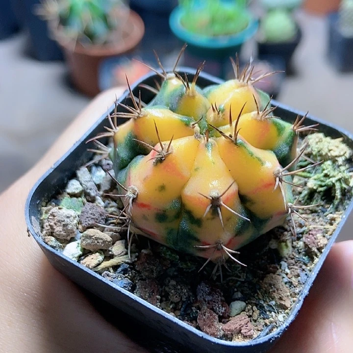 卡诺琳自然锦仙人球