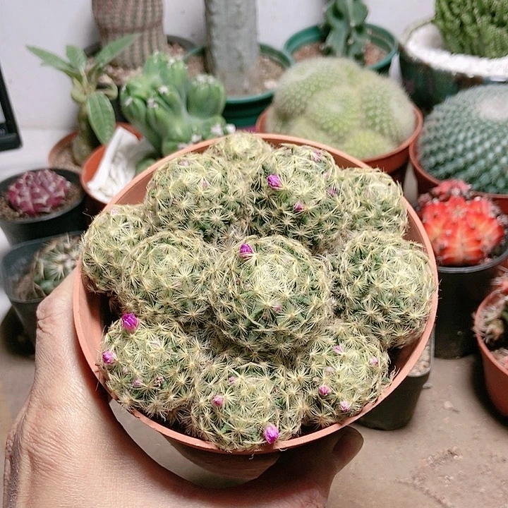 大号多头明星仙人球