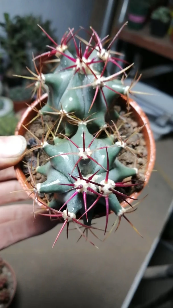 双头江守玉狂刺仙人球