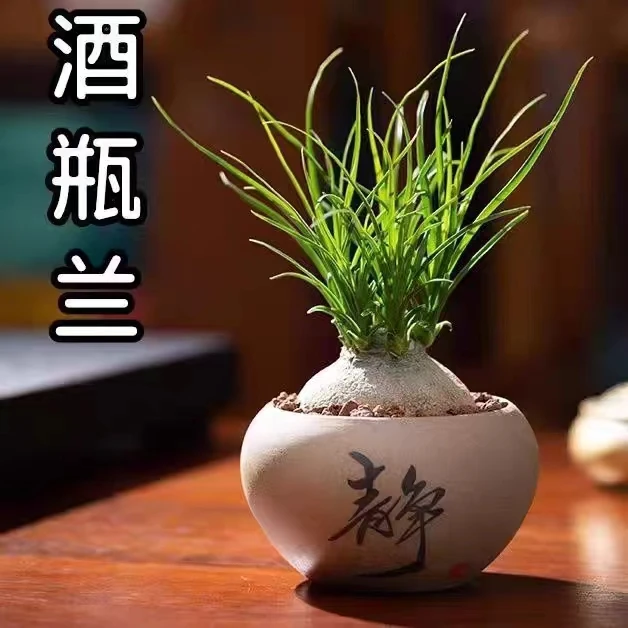 15.8包邮-酒瓶兰仙人球