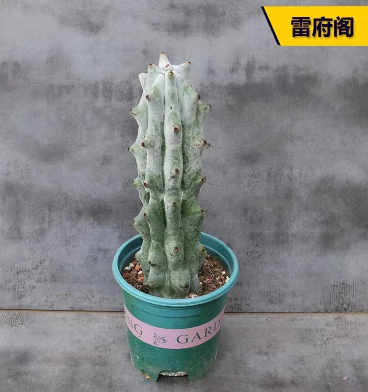 雷斧阁多肉仙人掌系列
