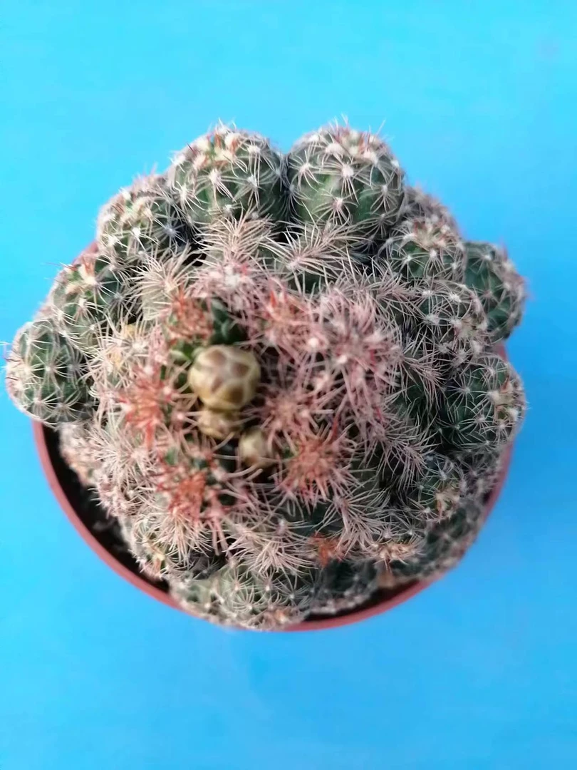 大号青宝山罗星丸群 仙人球系列