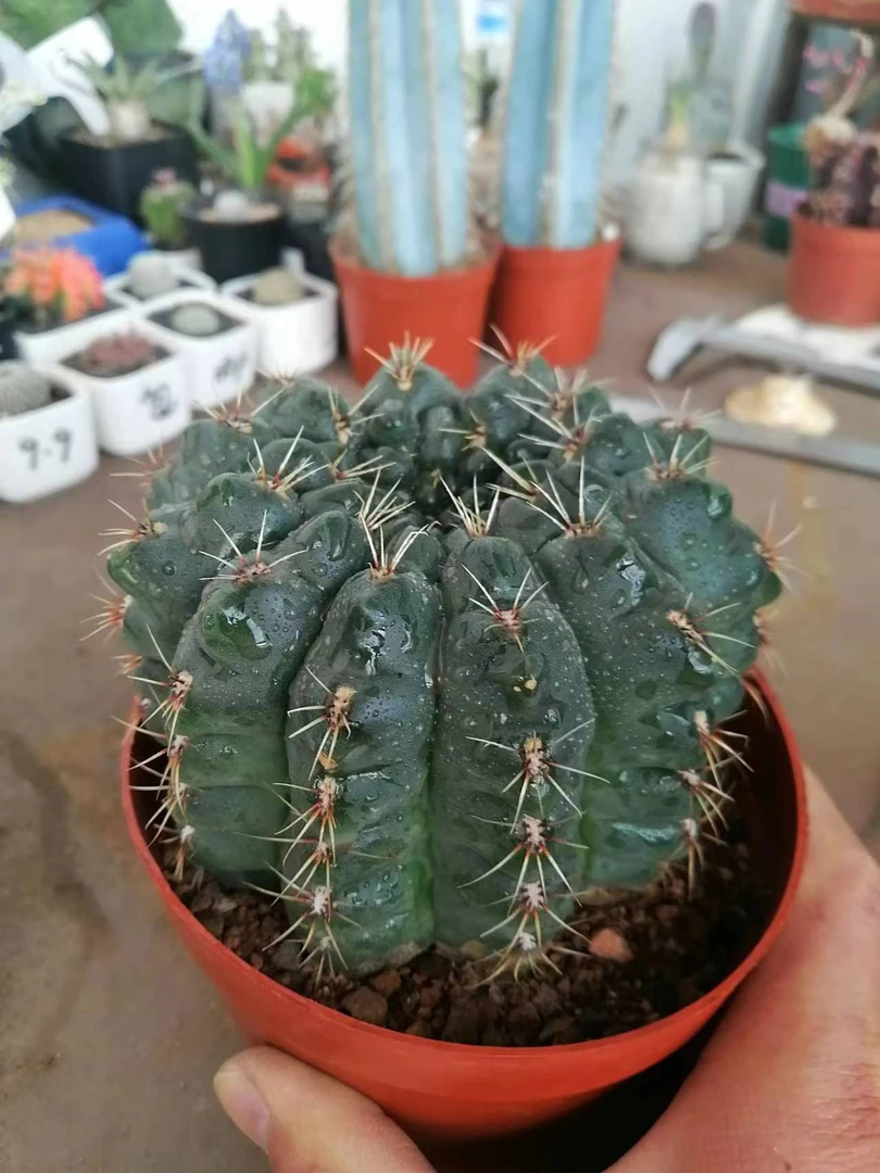 超大号菲花玉仙人球系列