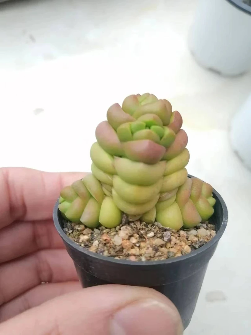寿无限 稀有多肉盆栽系列