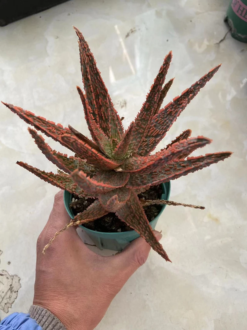 圣诞 园艺芦荟 多肉系列