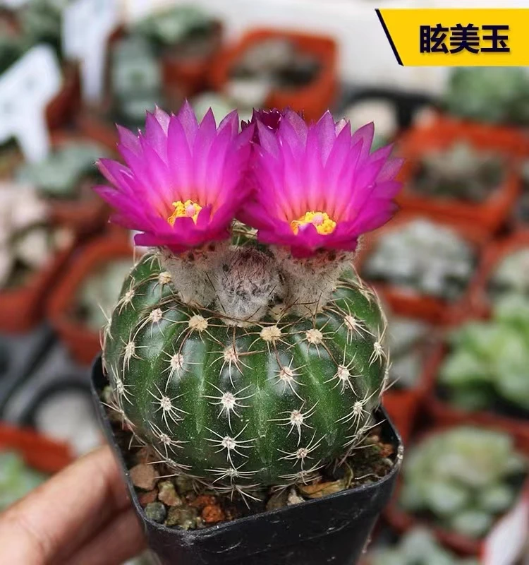 大号炫美玉8-9厘米仙人球系列