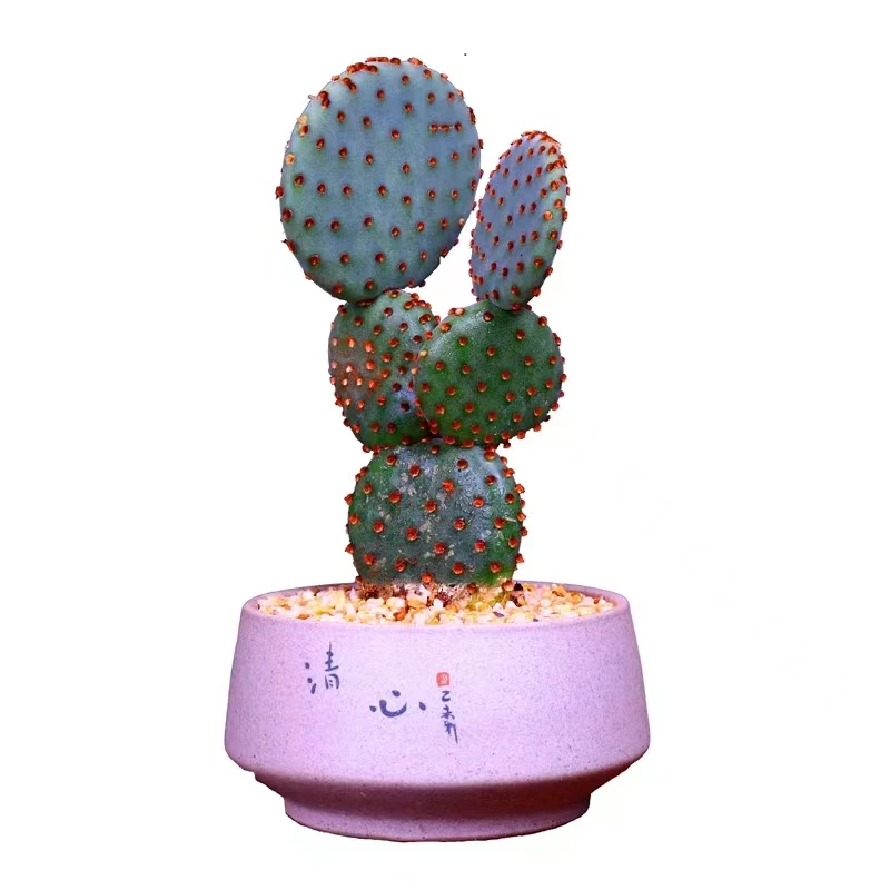 胜利塔开黄花仙人掌系列