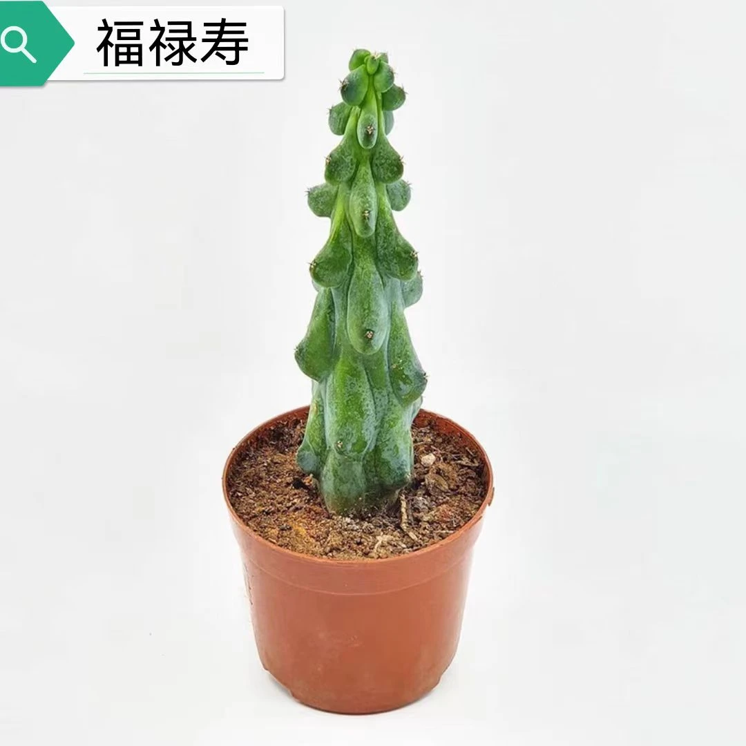 福禄寿多肉仙人掌系列