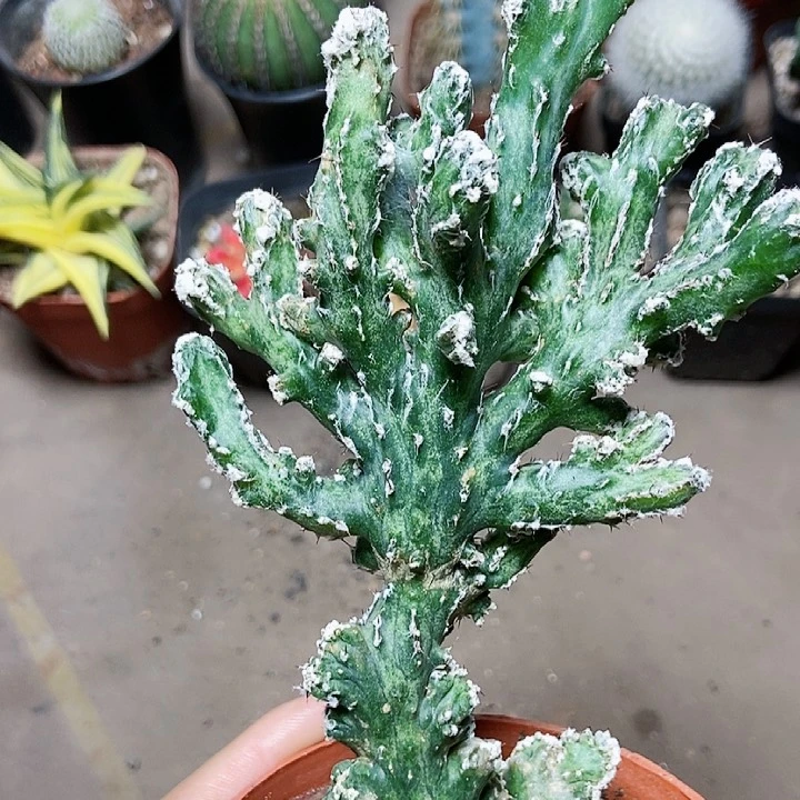 残雪多肉植物gggg