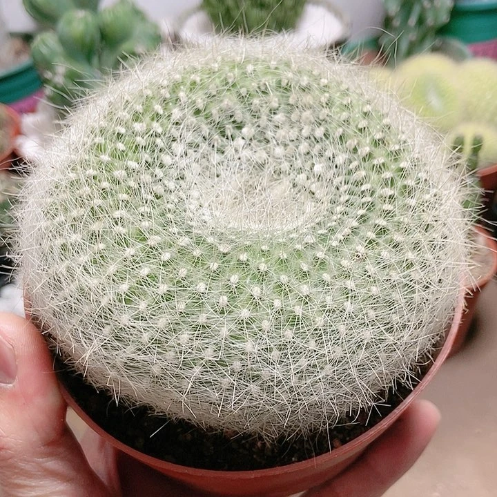 大号白雪光仙人球