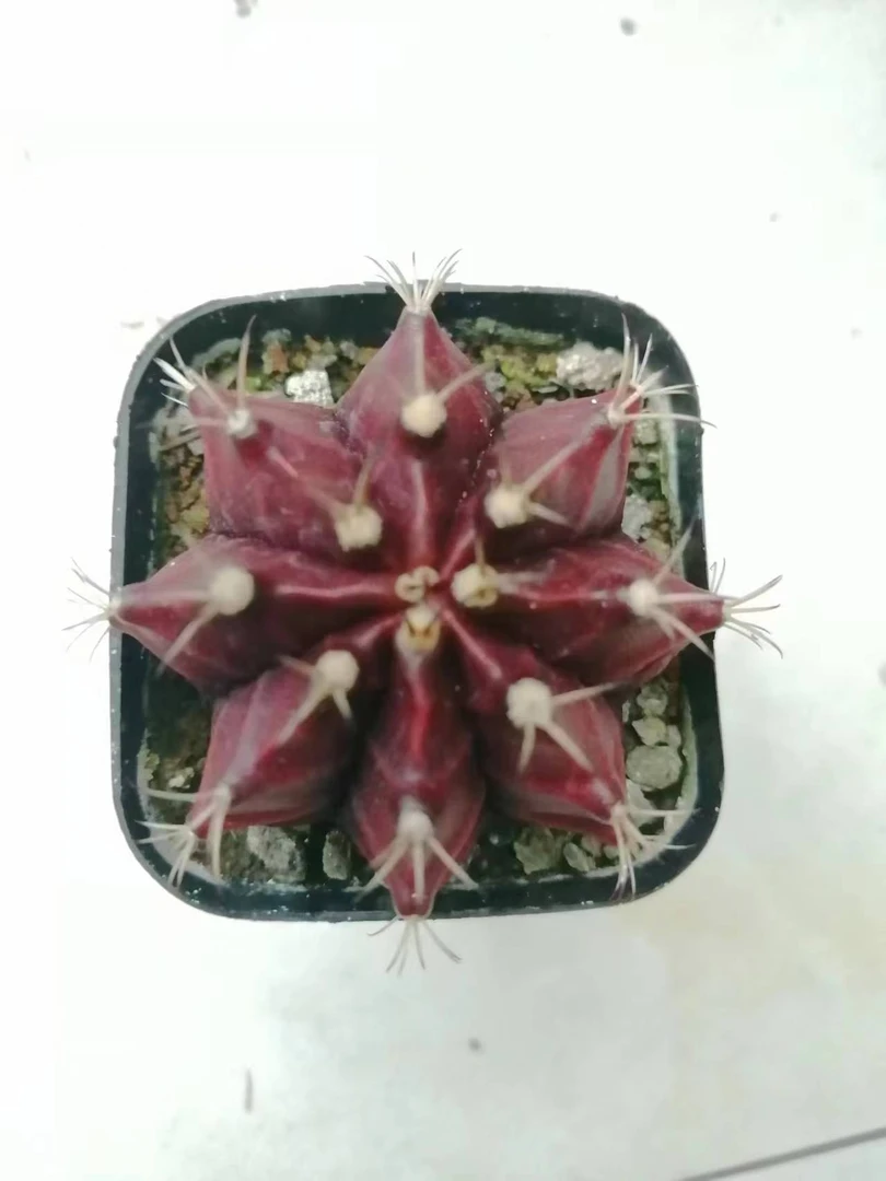 黑美人3~4厘米 牡丹系列仙人球
