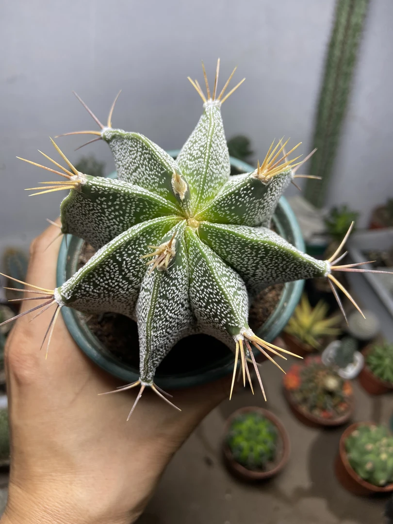 般若 稀有仙人球系列