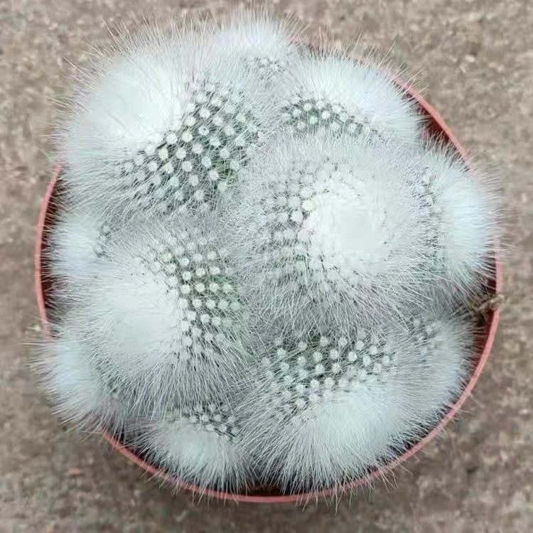 白小丁群仙人球系列