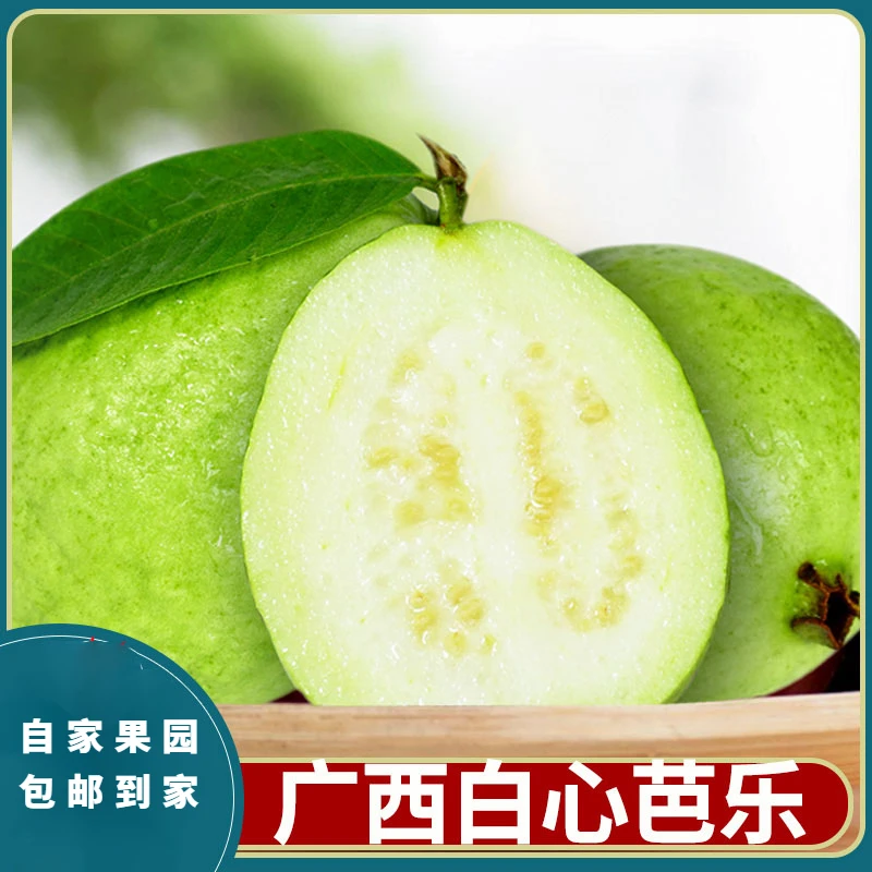 广西产地种植采摘饱满白心芭乐番石榴食用口感清甜多汁香脆爽包邮