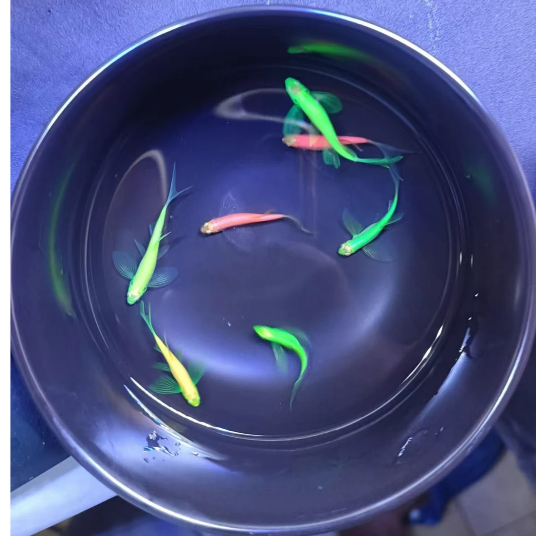 福利款蝶翼斑马鱼3-4.5cm左右淡水小型观赏鱼饲养活体混养易活