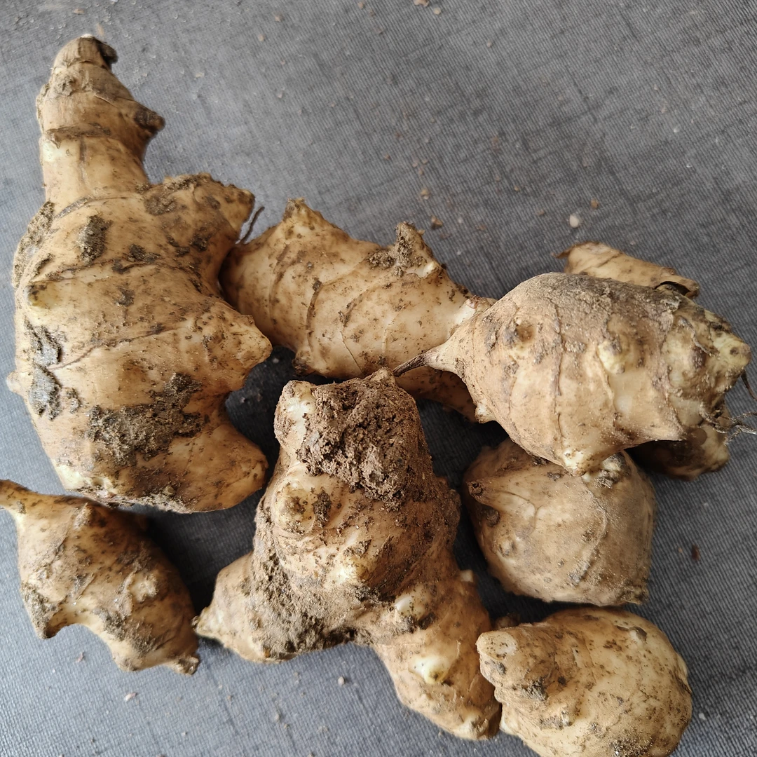 鲜洋姜5斤鬼子姜不辣腌制酱菜腌菜甜泡菜用阳姜菊芋鲜姜