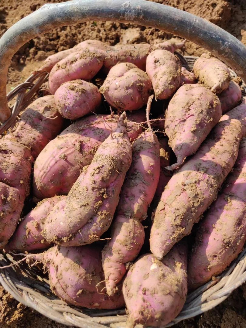 汉中强哥助农5斤陕西省汉中市洋县槐树关红薯板栗红苕紫薯