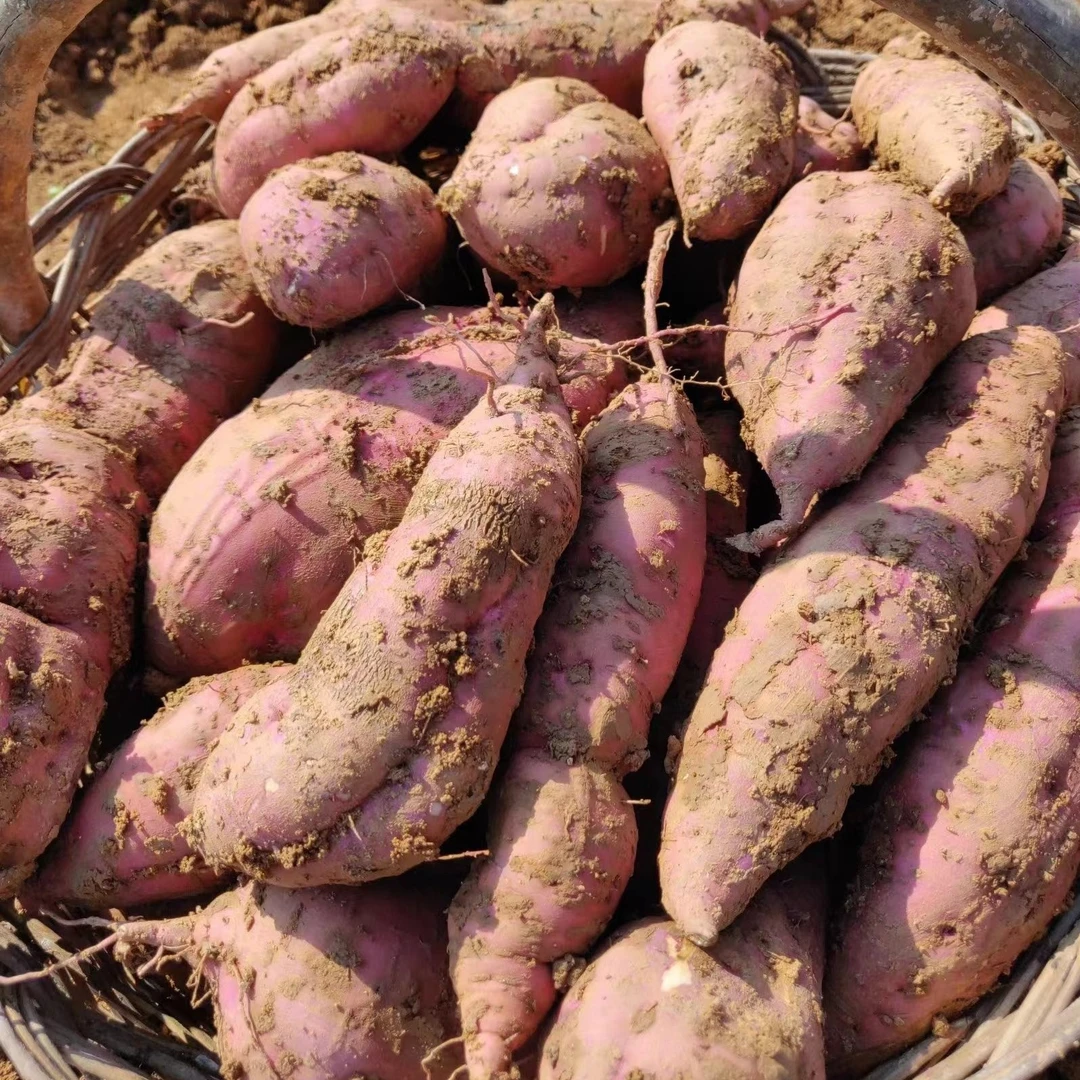 真正槐树关红薯5斤陕西省汉中市洋县槐树关红薯板栗红苕紫薯
