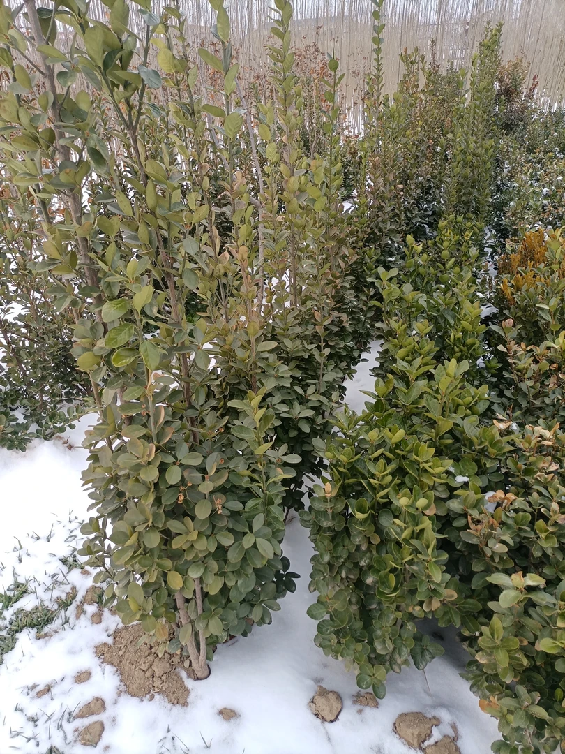 小叶黄杨，端庄大气，坚韧不拔