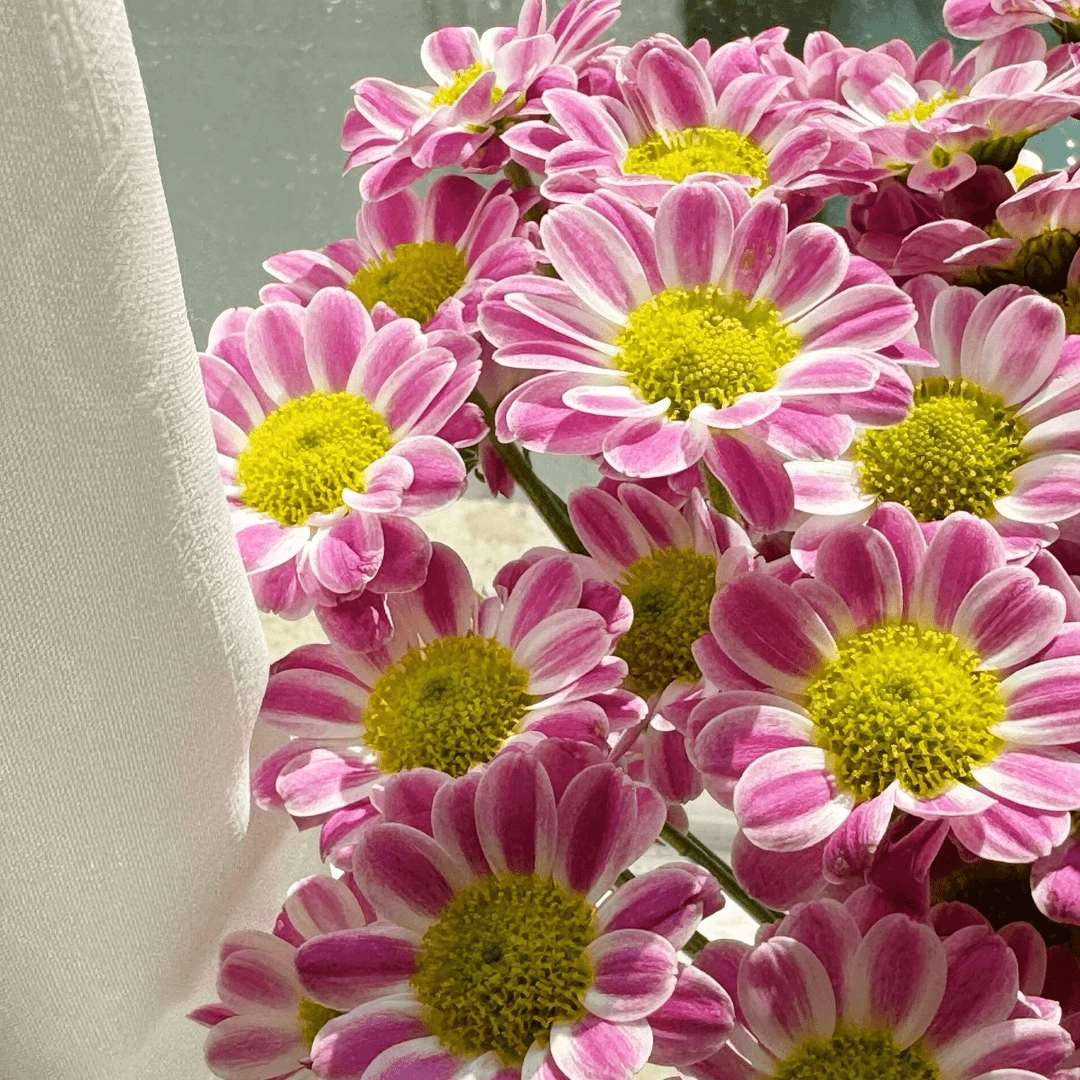 鲁一尼小菊 多年生阳台庭院好养观花植物耐寒会变色花卉盆栽