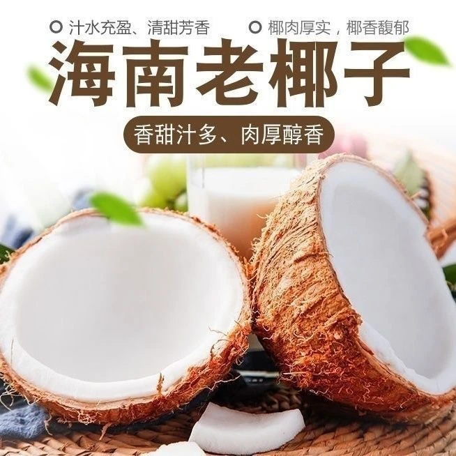正宗海南文昌椰皇孕妇新鲜水果老椰子榨椰汁煲椰子鸡汤清补凉现摘