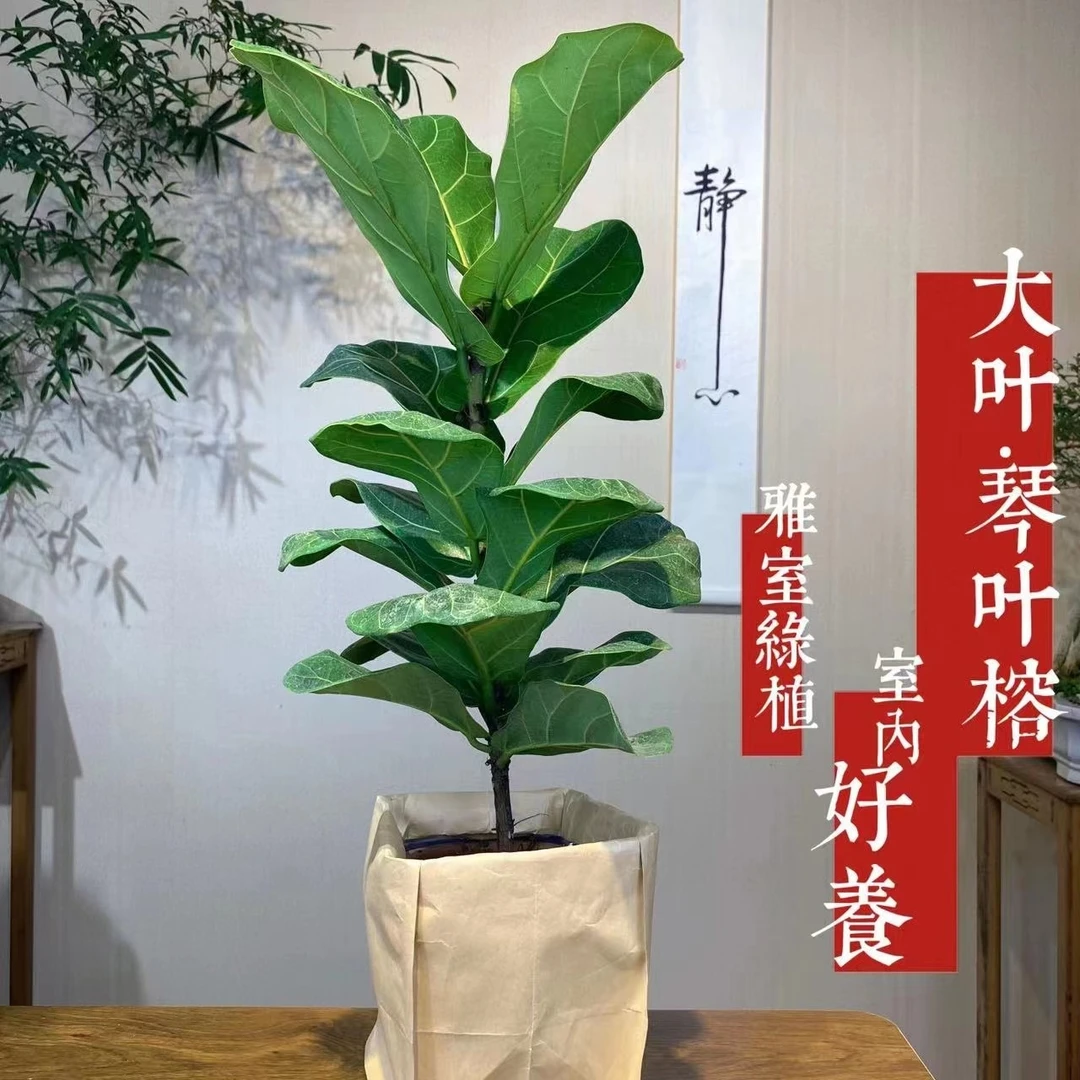 琴叶榕盆栽室内大叶老桩网红绿植办公室北欧大型植物客厅落地好养