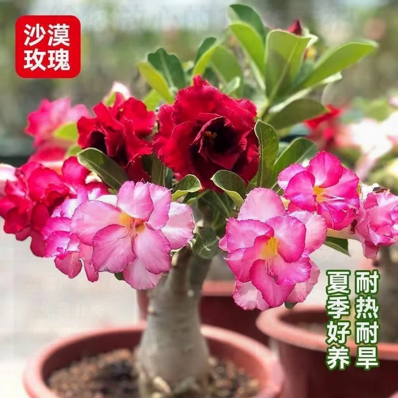 沙漠玫瑰好养好活盆栽地栽阳台庭院种植栽培开花造型耐旱迷你小苗