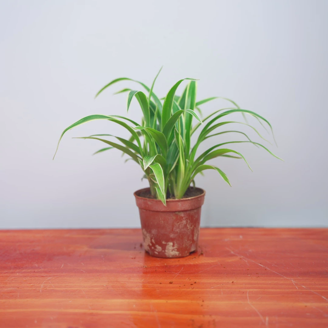 金边吊兰花卉盆景室内绿植盆栽迷你植物桌面好养茶桌摆件养护生长