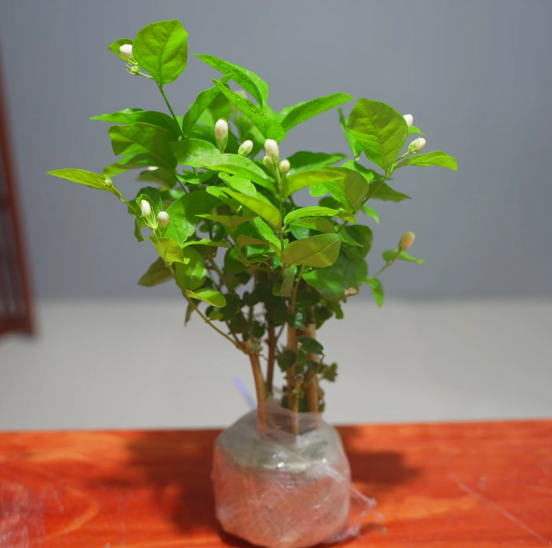 AA【基地直发】茉莉花（带花苞）土球阳台绿植好养窗台清新精致盆栽