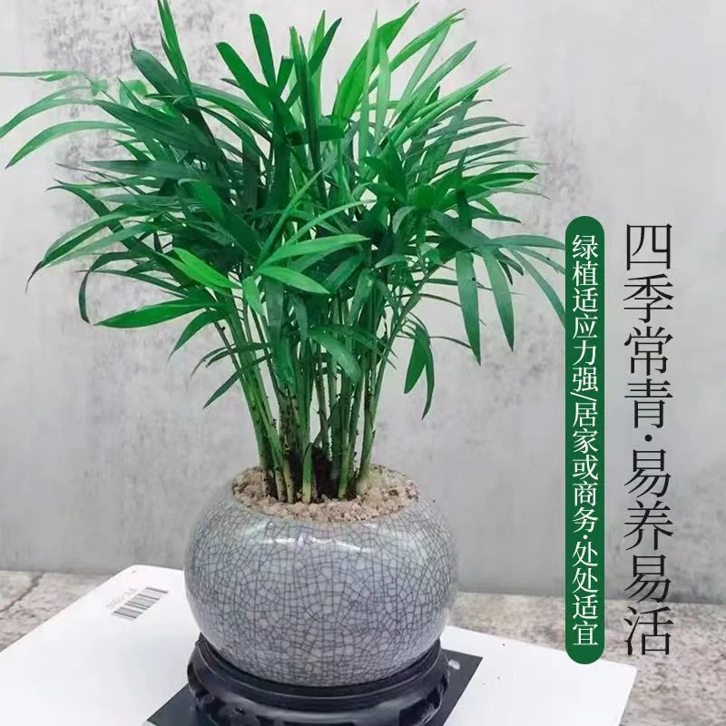 袖珍椰子树植物除甲醛办公室室内客厅水培绿植椰子花卉四季常青