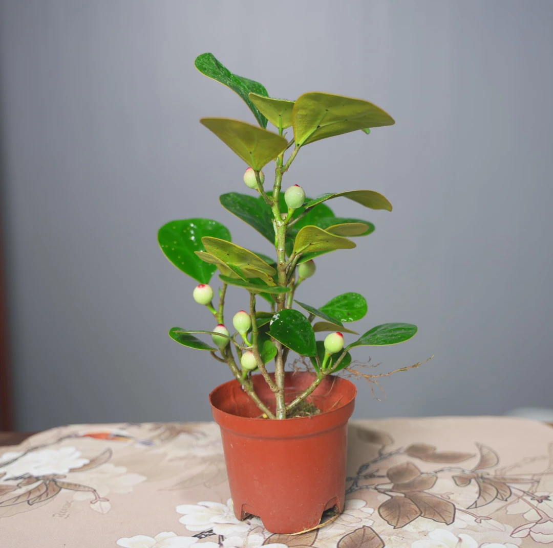 A【基地直发】（带果发）小盼菩提室内桌摆懒人高端景观精致绿植盆栽