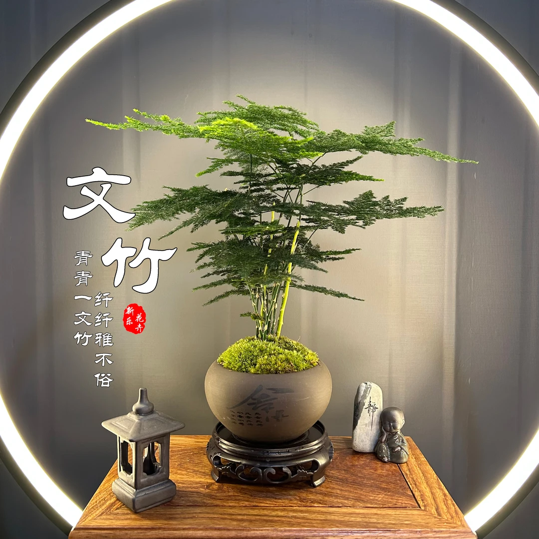 文竹舍得陶瓷盆苔藓白发藓绿植室内盆栽中式禅意办公室摆件盆景客