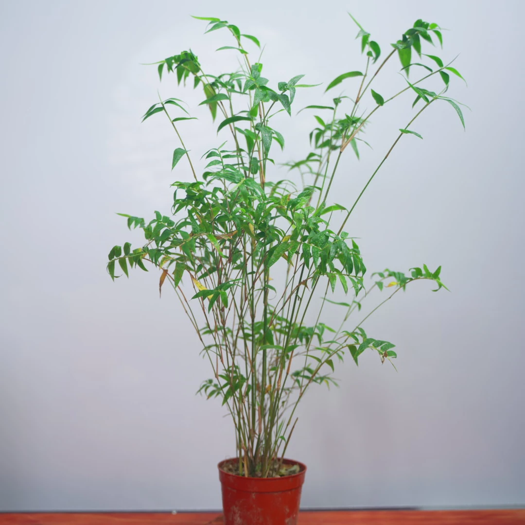 A【基地直发】观音竹/米竹（育苗袋）耐阴喜柔光/喜通风室内好养绿植