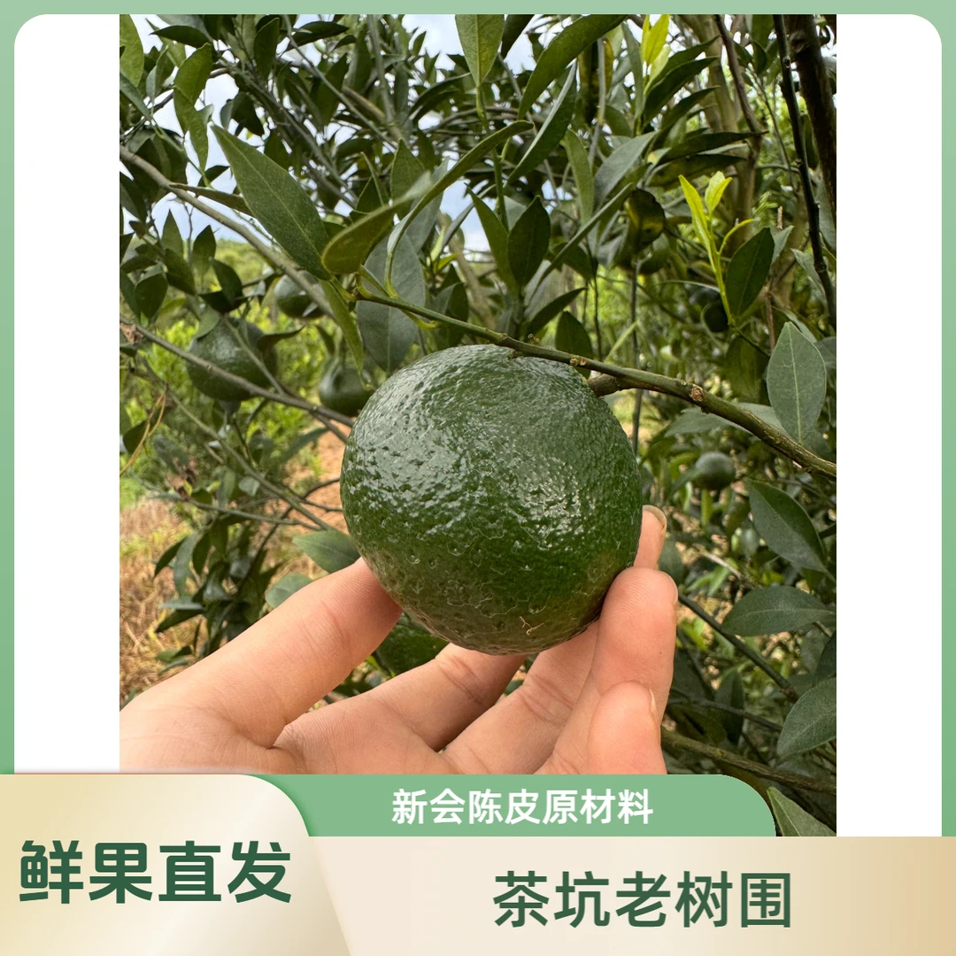 【十五年老树】顺丰包邮 新会陈皮柑果茶枝柑果茶坑老树围