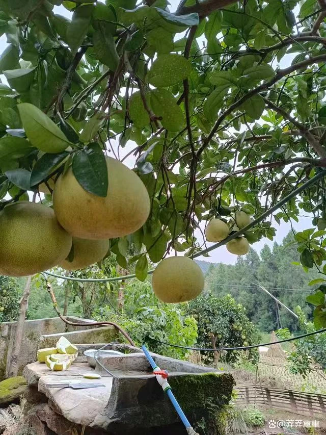 中江白心甘蔗文旦柚子蜜柚榴莲产地直发新鲜水果沙田柚2025